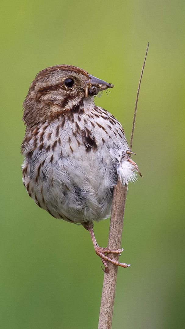 wildSongSparrow-7-w-story.jpg